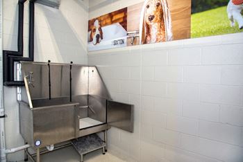 Dog wash